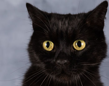 Close-up portrait of black cat