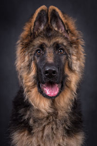 Portrait of the german shepherd long hair dog