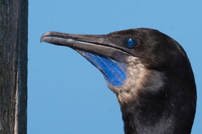 Low angle view of bird