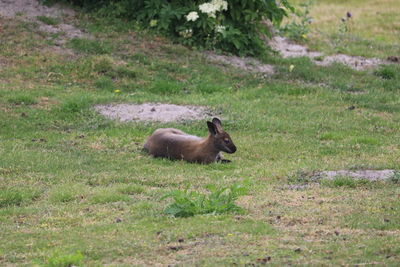 Side view of lion on field