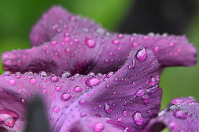 Close-up of raindrops on leaves