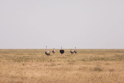 Ostriches on field against clear sky