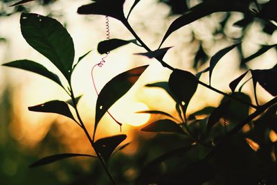 Low angle view of plants against sky