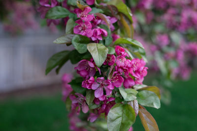 Close-up of pink flowering plant