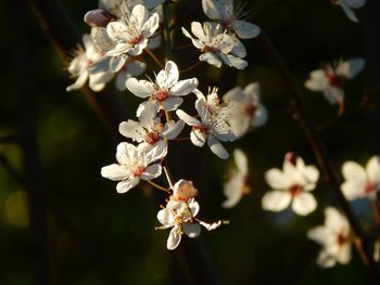 Close-up of white flowers on branch