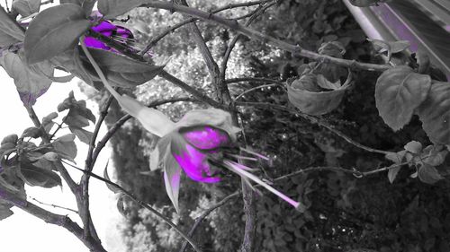 Close-up of pink flowers