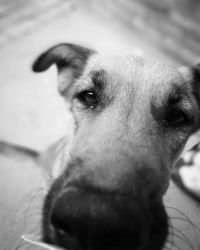 Close-up portrait of dog