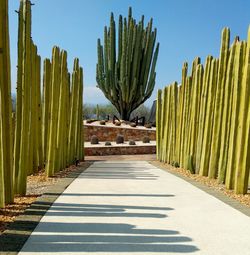 Panoramic shot of fresh green plants against sky