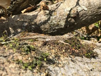 Close-up of lizard on tree trunk