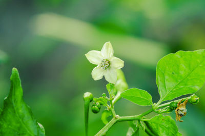 Close-up of flowering plant