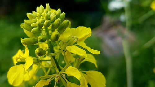 Close-up of yellow flowers blooming outdoors