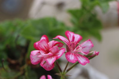 Close-up of pink flowering plant