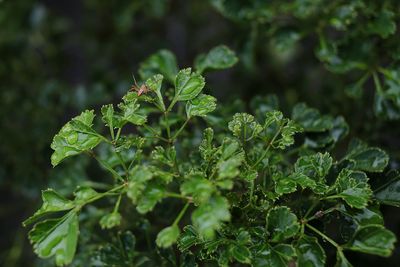 Close-up of fresh green plant