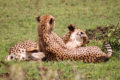View of cats sitting on grass