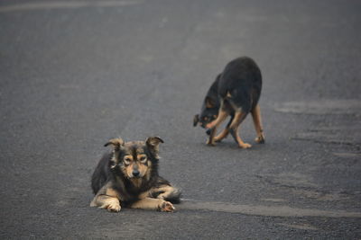 Portrait of dog on the road