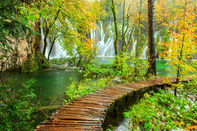 Footbridge over lake amidst trees in forest