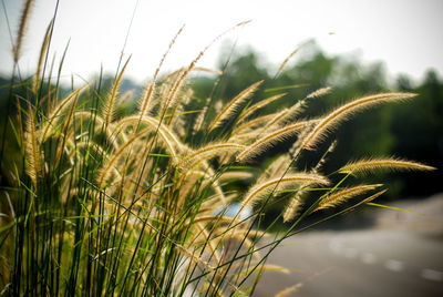 Close-up of wheat growing on field against sky