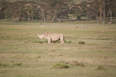 White rhino standing alone in a field 