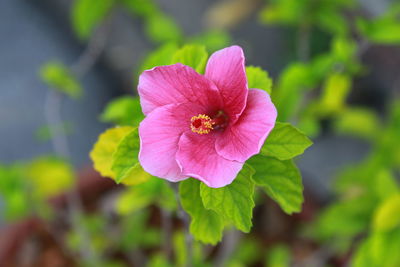 Close-up of pink flower blooming outdoors