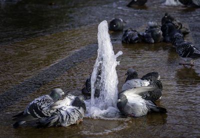 Pigeons frolicking and bathing in water jets from a fountain in worcester city centre.