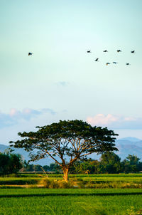 Bird flying over field