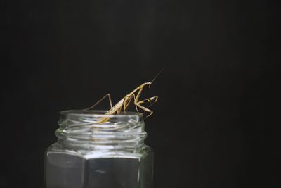 Close-up of insect on glass against black background