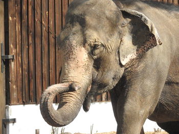 Close-up of elephant in zoo