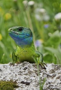 Close-up of lizard on stone against plants