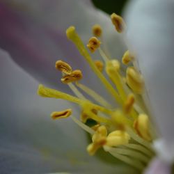 Close-up of yellow flowering plant