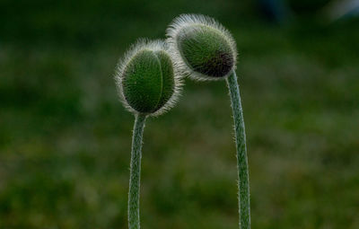 Close-up of dandelion on field