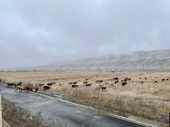 Sheep grazing during a cold morning in tianshan mountain china. 