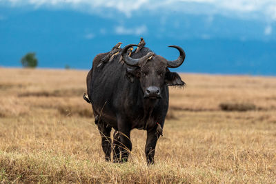 Birds perching on buffalo at grassy field