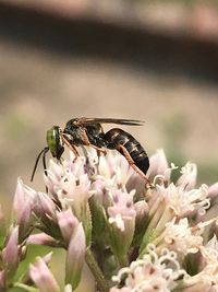 Close-up of insect pollinating on flower