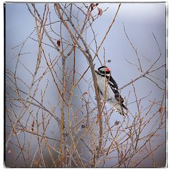 Bird perching on bare tree
