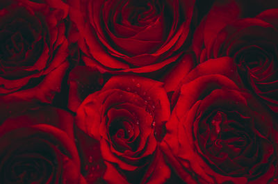 Full frame shot of red roses