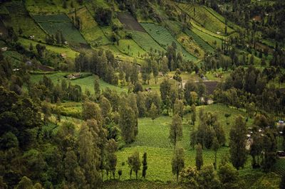 Scenic view of agricultural field