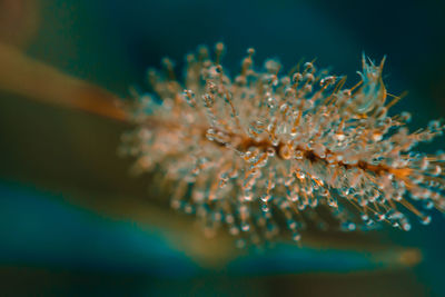 Water droplets on grass flowers.water droplets on morning pollen, dew on grass