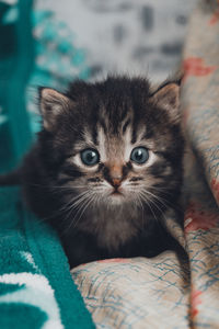 Close-up portrait of black cat