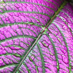 Full frame shot of purple leaves