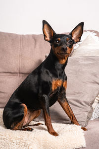 Miniature pinscher dog with big ears sitting on couch and posing