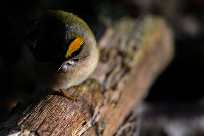 Close-up of a bird perching on tree