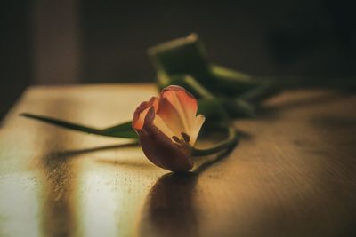 Close-up of rose on table