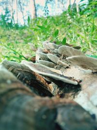 Close-up of lizard on tree