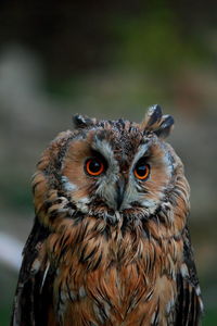 Close-up portrait of owl