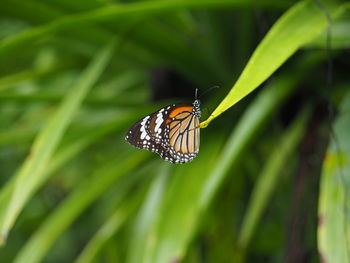 Butterfly on leaf