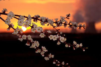 Apricot blossoms on the background of the nuclear power plant