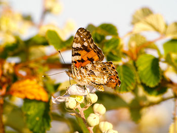 Close-up of butterfly on flower buds