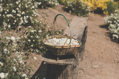 Plants in wicker basket