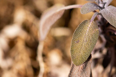 Leaves grow on a sage plant in a late winter, herb garden.
