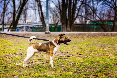 Dog standing on grassy field